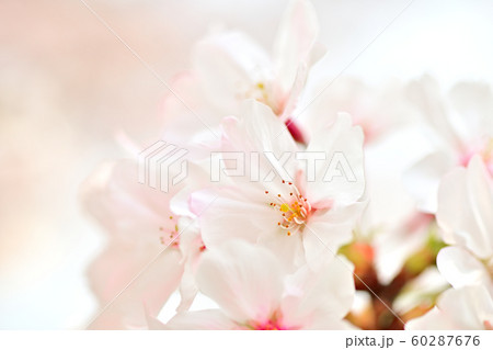 春の風景 桜の花 春の風景 桜の花 60287676