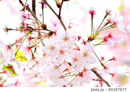 春の風景 桜の花 春の風景 桜の花 60287677