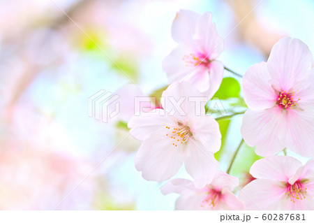 春の風景 桜の花 春の風景 桜の花 60287681