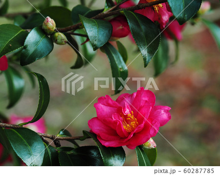 さざんか さざんか 60287785