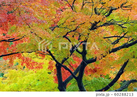 ナンキンハゼの紅葉 ナンキンハゼの紅葉 60288213