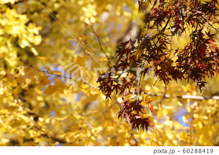 上野恩賜公園 紅葉の写真素材