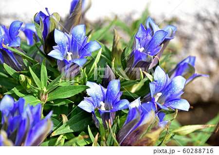 リンドウ（竜胆） 60288716