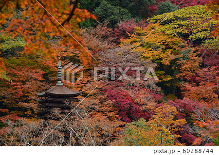 多武峰の紅葉 60288744