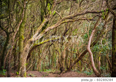 Anaga Rural Park - ancient rain forest on Tenerife, Canary Islands. Hiking trail 60289284