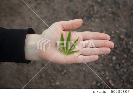 Woman's hand gives or takes green hemp's leaves 60289307