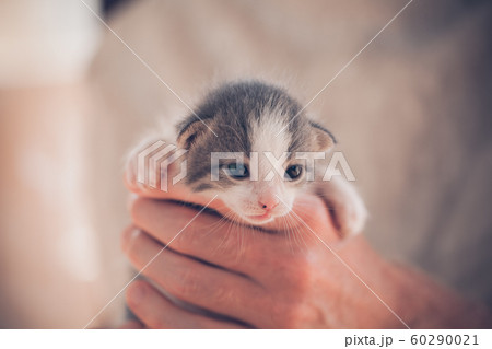 Very Little striped kitten in man hands. 60290021