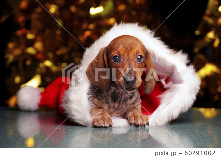 puppy portrait hat dark background 60291002