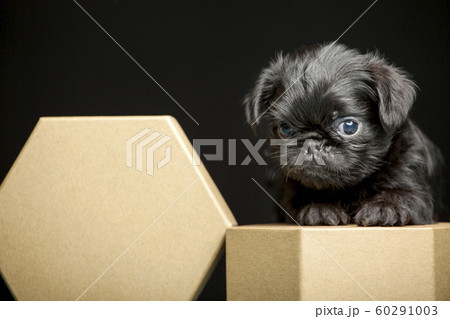 puppy portrait paper box dark background 60291003
