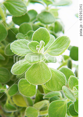 アロマティカス 60291341