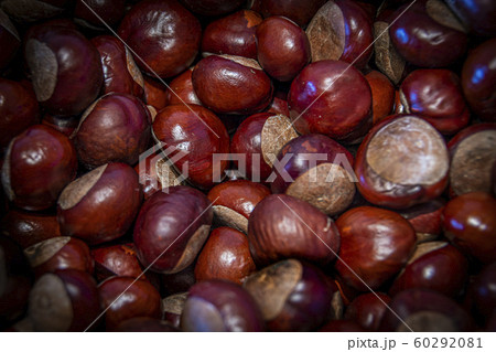 set view of freshly harvested chestnuts 60292081