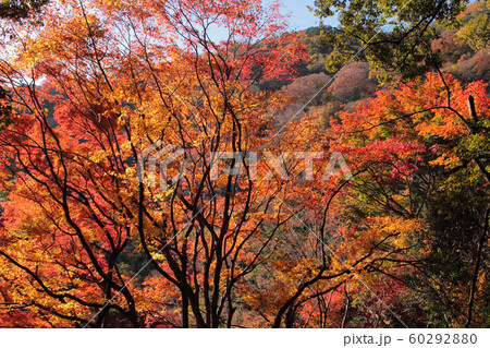 京都 嵐山 亀山公園の紅葉 京都 嵐山 亀山公園の紅葉 60292880