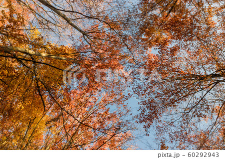 Nature walking during Autumn at the Fontainebleau Nature walking during Autumn at the Fontainebleau 60292943