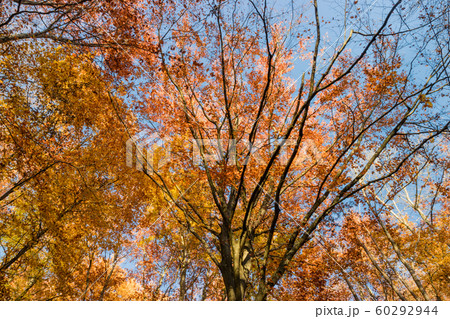 Nature walking during Autumn at the Fontainebleau Nature walking during Autumn at the Fontainebleau 60292944