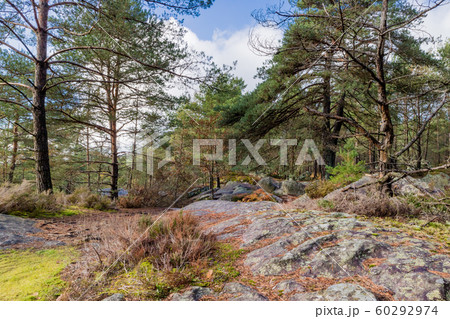 Nature walking during Autumn at the Fontainebleau 60292974