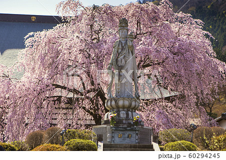 観音様と枝垂れ桜 60294245