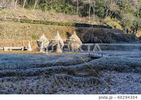 【わらぼっち】 60294304