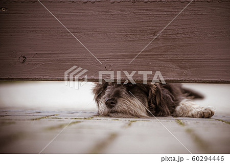 Dog guarding the house looks out into the gap under the wooden fence 60294446