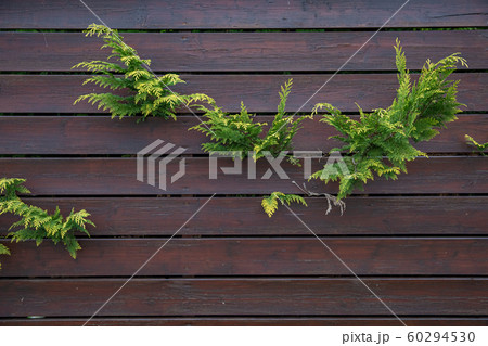 wooden fence in front of green garden of family house 60294530