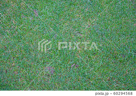 green lawn that serves as a playground and a garden 60294568