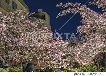 【熱海桜 ライトアップ】 60294642