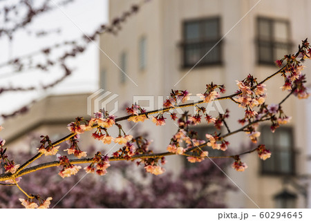 【熱海桜 ライトアップ】 【熱海桜 ライトアップ】 60294645