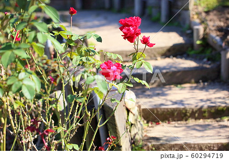 バラの花　ロブロイ 60294719