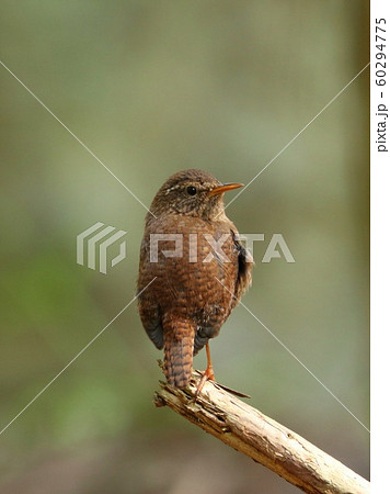 渓流の野鳥 ミソサザイ ソングポストにとまる 渓流の野鳥 ミソサザイ ソングポストにとまる 60294775