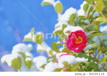 新雪の降った翌朝のツバキの赤い花と雪 60295119