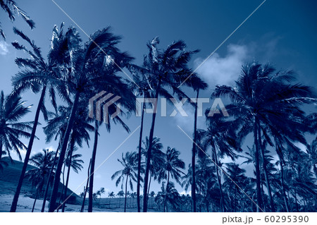 Tropical blue classic background. Palm tree on Easter Island. Color of the year. Coy2020 60295390