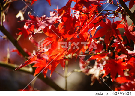 紅葉 60295604