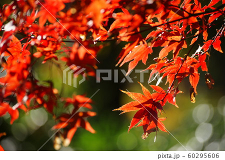紅葉 60295606