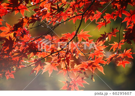 紅葉 60295607