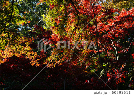 紅葉 60295611