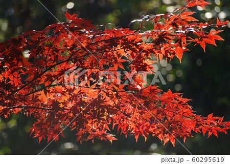 紅葉 60295619