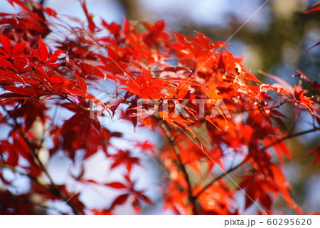 紅葉 60295620