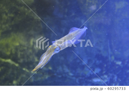 アオリイカ 60295733