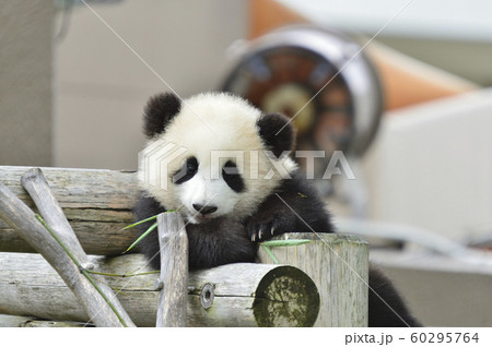 笹の葉を食べるパンダの赤ちゃんの写真素材