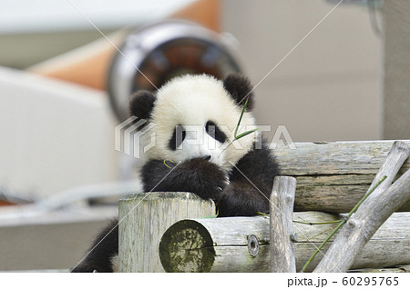 笹の葉を食べるパンダの赤ちゃんの写真素材