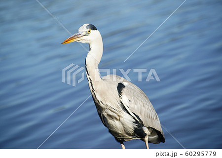 アオサギ 60295779