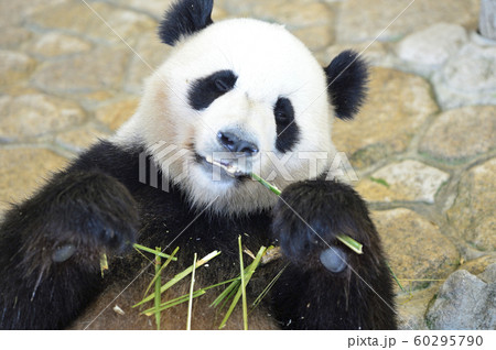 竹と笹の葉を食べるパンダ の写真素材