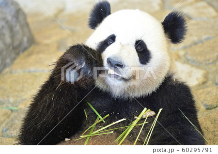 竹と笹の葉を食べるパンダ の写真素材