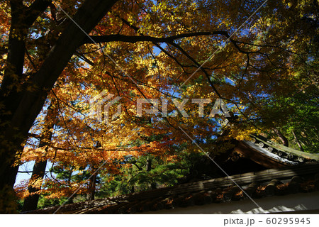 横浜三溪園 御門の紅葉 横浜三溪園 御門の紅葉 60295945