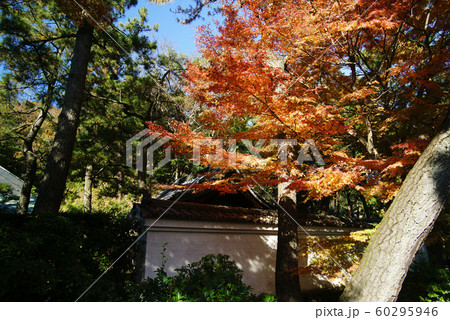 横浜三溪園　御門の紅葉 60295946