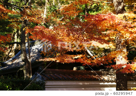 横浜三溪園　御門の紅葉 60295947