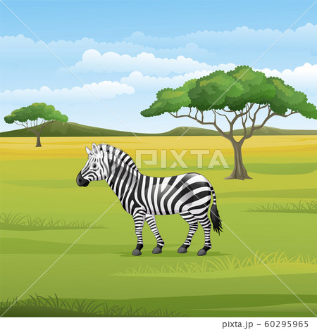 Cartoon zebra standing in the Savannah Cartoon zebra standing in the Savannah 60295965