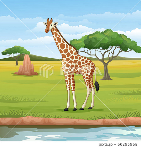 Cartoon Giraffe In The Savannahのイラスト素材