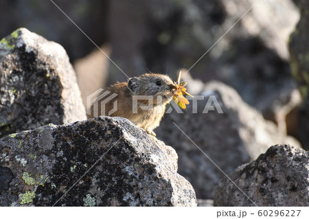然別湖の「ナキウサギ」 然別湖の「ナキウサギ」 60296227