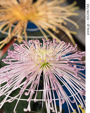 菊の花 管物菊の写真素材 [60296788] - PIXTA