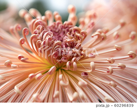 菊の花　管物菊 60296839